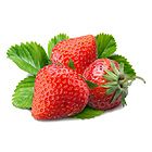 مزرعه توت فرنگی